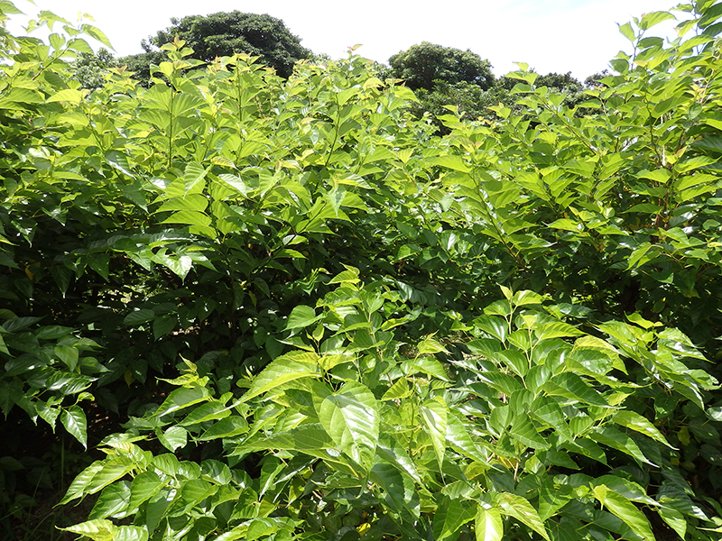 f:id:kikaijima_aojiru:20161124130907j:plain