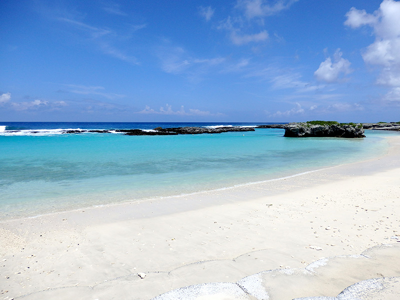 長命草(ボタンボウフウ)を育むミネラル豊富な土壌の喜界島
