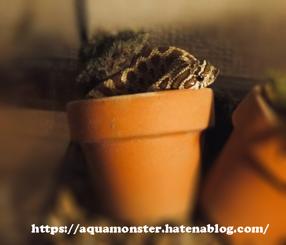 鉢植えの中のシシバナヘビ