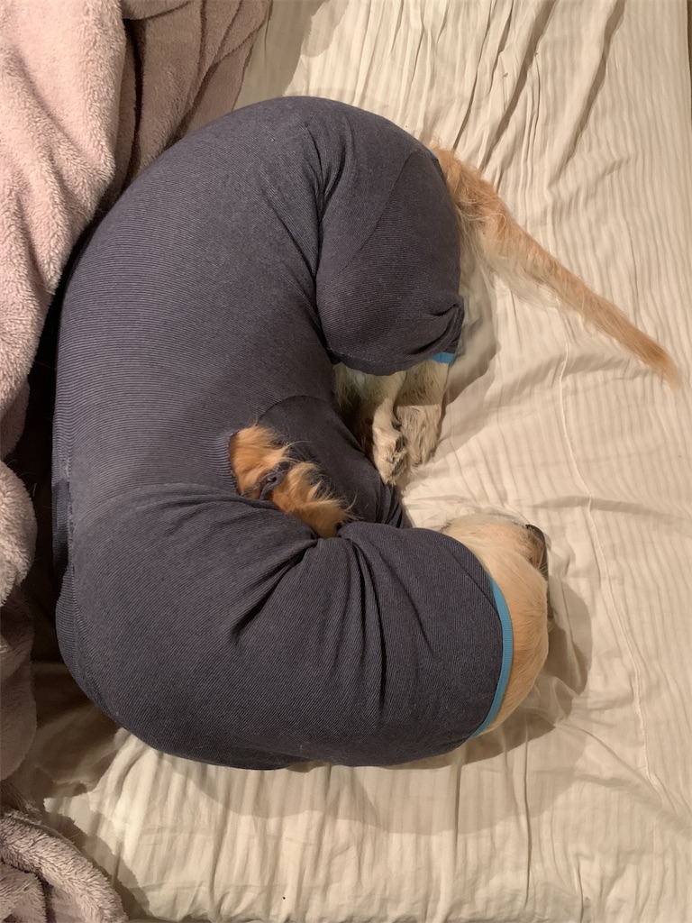 f:id:kikanbou88:20210328075429j:image