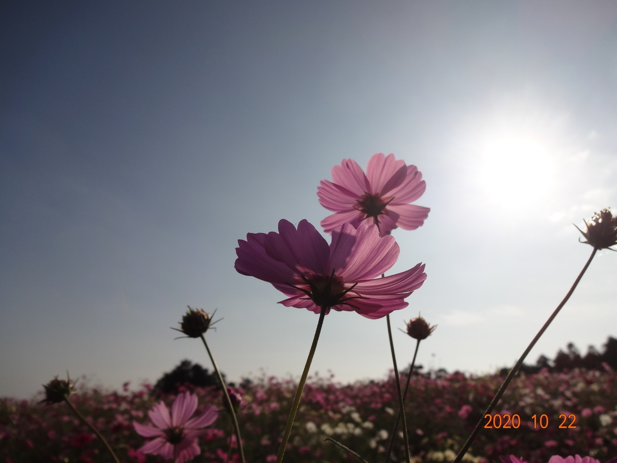 f:id:kiketa:20201021075110j:plain