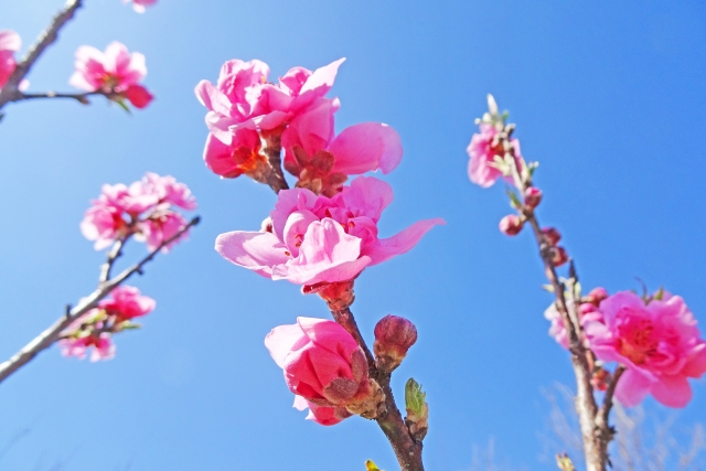 桃の花をおしゃれに ひな祭りの桃の飾り方 5つのポイント - 頑張らないガーデニング ♪ 小さな庭で花を楽しむ