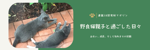 野良猫親子と過ごした日々