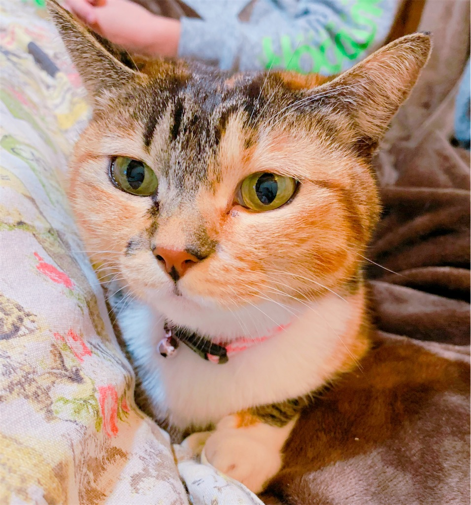 f:id:kikihonobono:20240422171515j:image