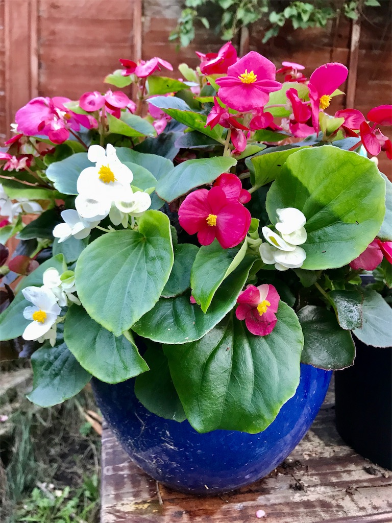 f:id:kikiuk:20191029013509j:image