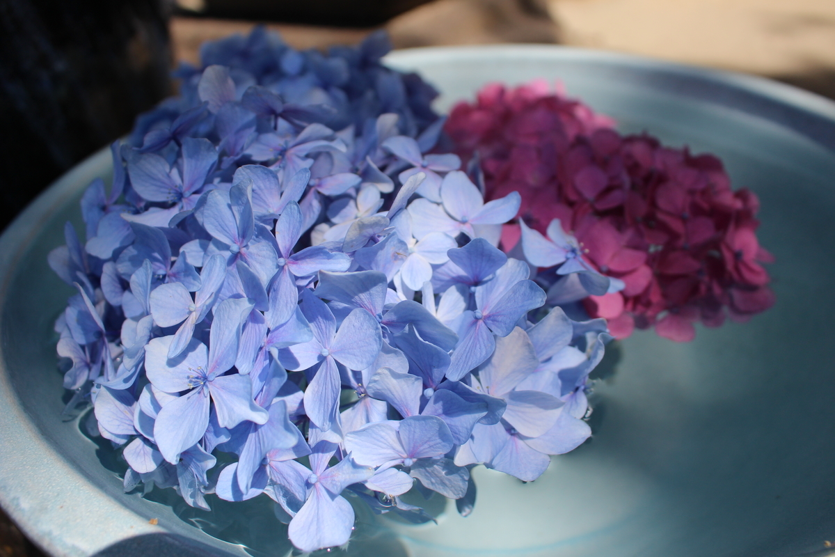 f:id:kikki-blog-ch2:20210720150736j:plain