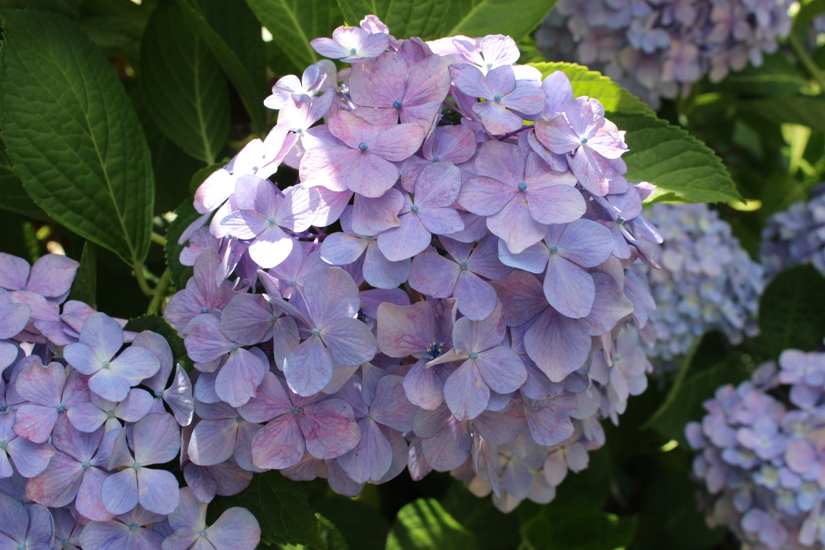 f:id:kikki-blog-ch2:20210720150802j:plain