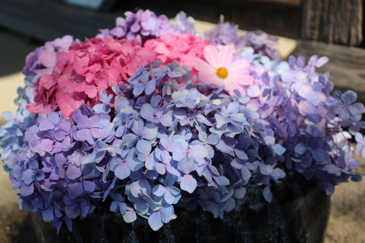 f:id:kikki-blog-ch2:20210720150944j:plain