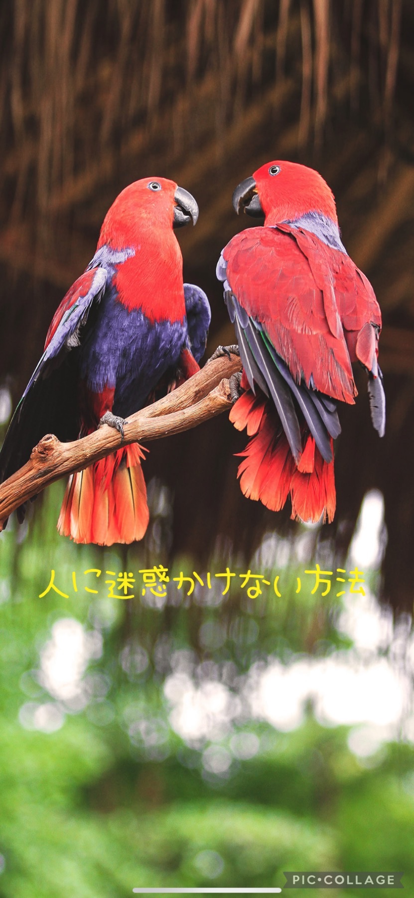 f:id:kikkun0721:20210302064225j:image