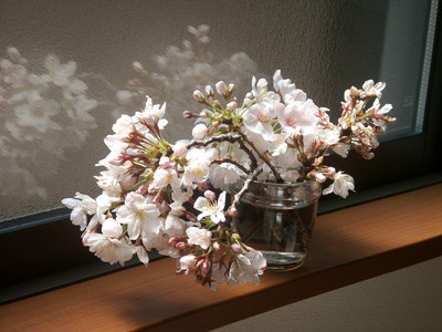 窓辺の桜