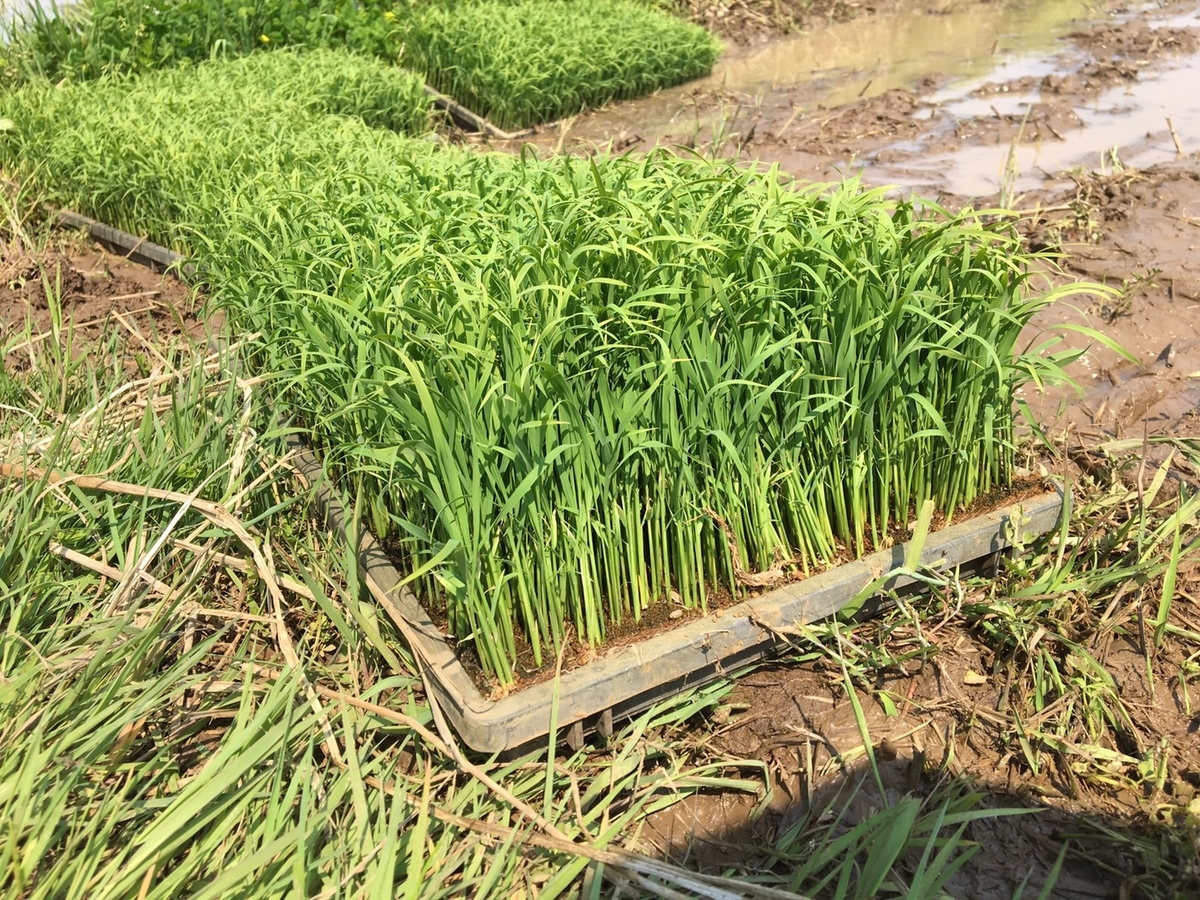 f:id:kikori-farm:20190526142016j:plain f:id:kikori-farm:20190526142016j:plain