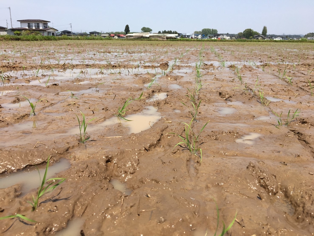 f:id:kikori-farm:20190526143128j:plain f:id:kikori-farm:20190526143128j:plain