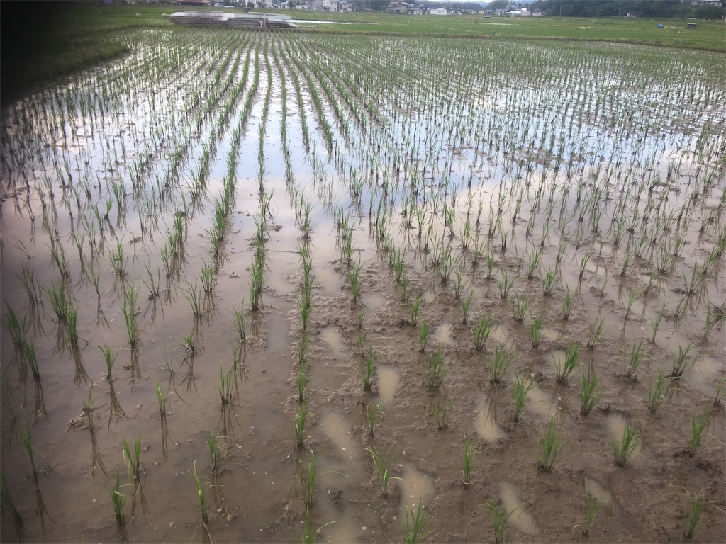 f:id:kikori-farm:20190608211127j:image f:id:kikori-farm:20190608211127j:image