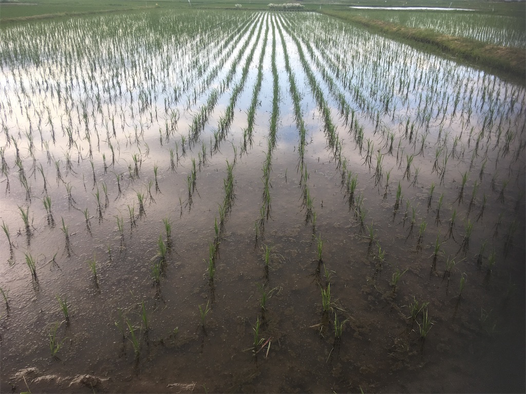 f:id:kikori-farm:20190608211145j:image f:id:kikori-farm:20190608211145j:image