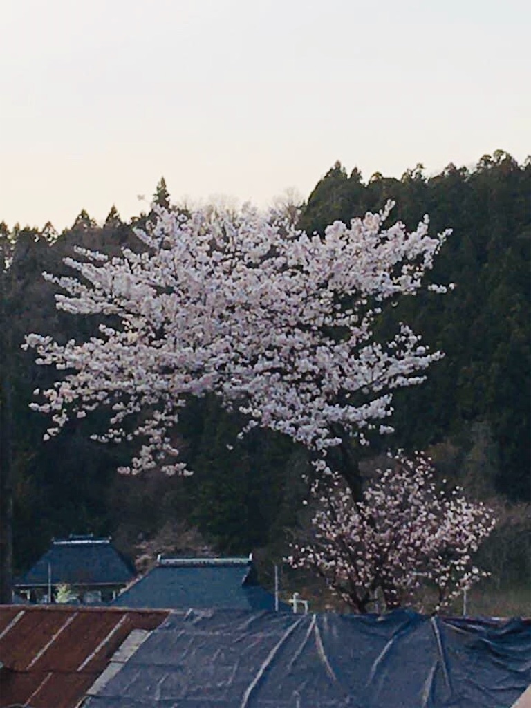f:id:kikori-farm:20200427235334j:image f:id:kikori-farm:20200427235334j:image