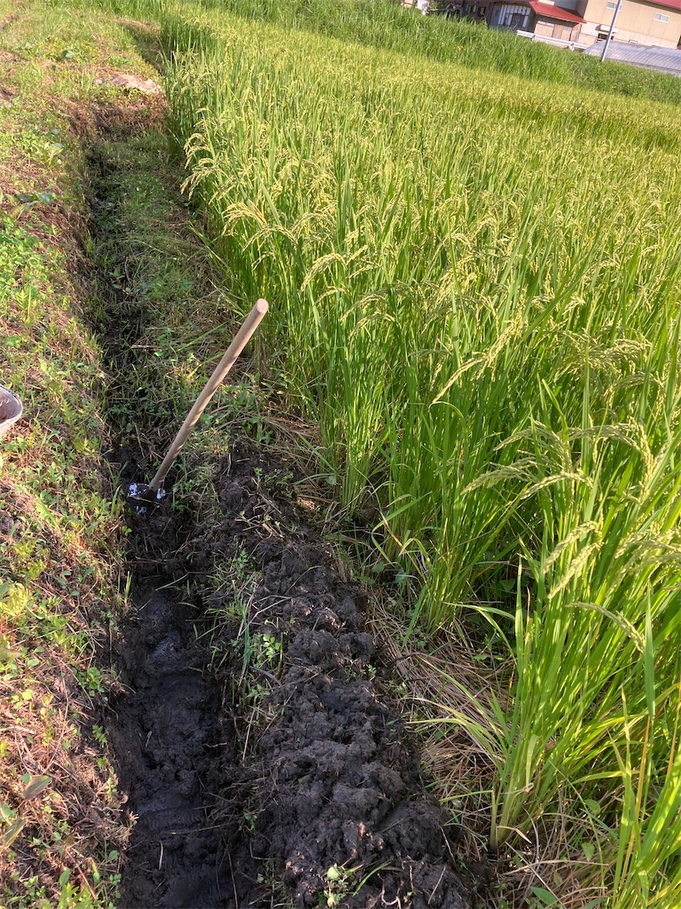 f:id:kikori-farm:20210907124053j:image f:id:kikori-farm:20210907124053j:image