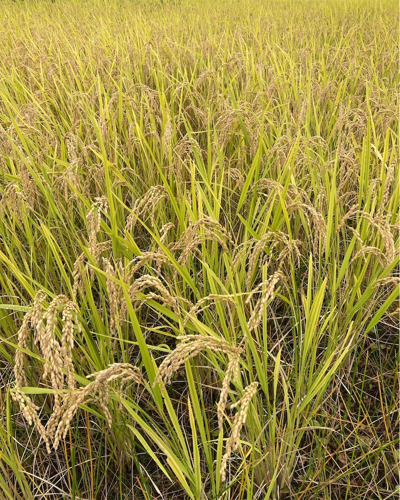 f:id:kikori-farm:20221017214927j:image f:id:kikori-farm:20221017214927j:image