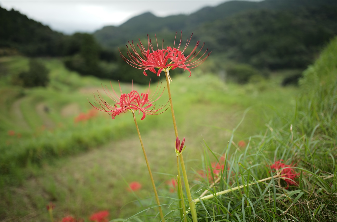 f:id:kikorin12345:20260922092324j:image