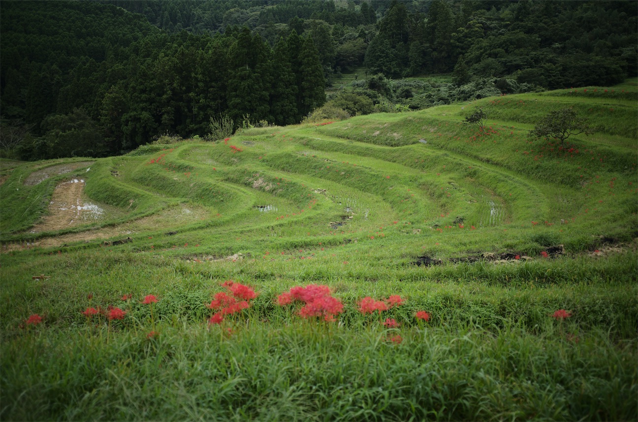 f:id:kikorin12345:20260922093042j:image