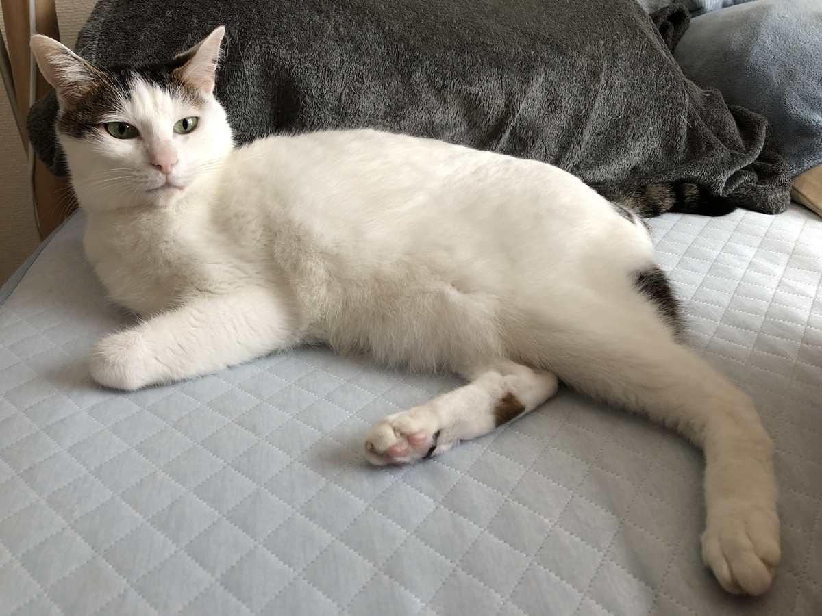 あなたの猫のための病院選び ねこねこ通信社