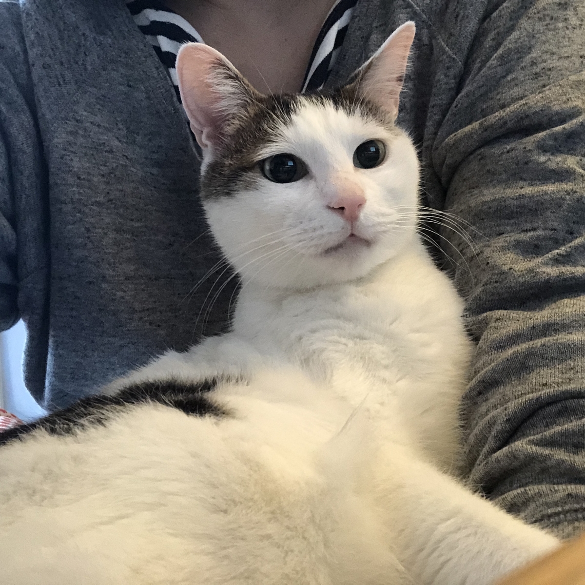 猫のお口チェックはへんがおで - ねこねこ通信社