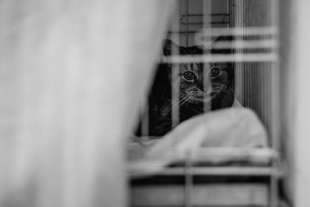 cat_at_a_vet