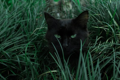 草むらの黒猫