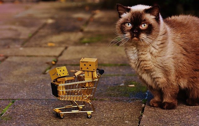 カートと猫