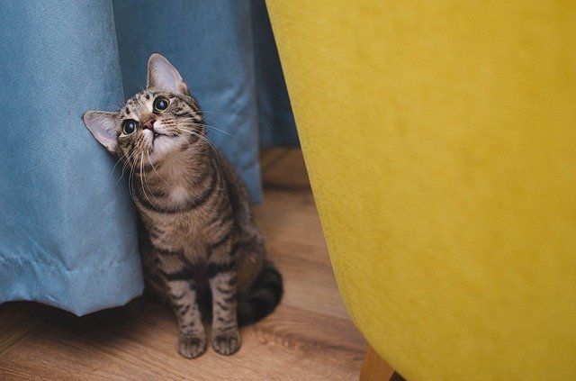 黄色と水色の間の猫