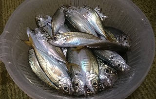 f:id:kikoropapa:20170916100200j:plain f:id:kikoropapa:20170916100200j:plain