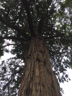 f:id:kikouryuuou:20170917094329j:plain f:id:kikouryuuou:20170917094329j:plain