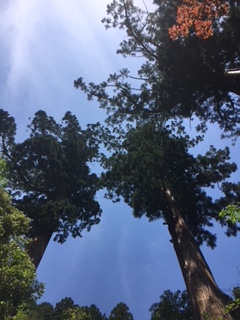 f:id:kikouryuuou:20180513105443j:plain f:id:kikouryuuou:20180513105443j:plain