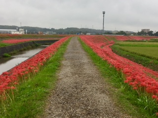 f:id:kikouryuuou:20180922090110j:plain f:id:kikouryuuou:20180922090110j:plain