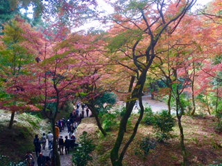 f:id:kikouryuuou:20181117101644j:plain f:id:kikouryuuou:20181117101644j:plain