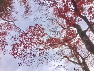 f:id:kikouryuuou:20181117102912j:plain f:id:kikouryuuou:20181117102912j:plain