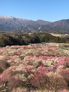 f:id:kikouryuuou:20190310101821j:plain f:id:kikouryuuou:20190310101821j:plain