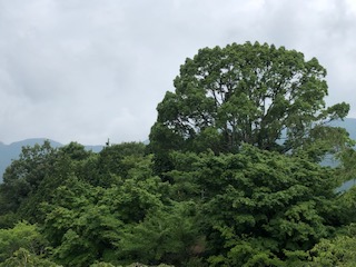 f:id:kikouryuuou:20190719092059j:plain f:id:kikouryuuou:20190719092059j:plain