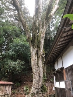 f:id:kikouryuuou:20200125134733j:plain f:id:kikouryuuou:20200125134733j:plain