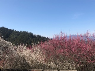 f:id:kikouryuuou:20200307124910j:plain f:id:kikouryuuou:20200307124910j:plain