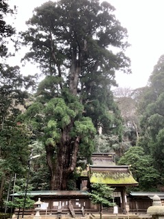 f:id:kikouryuuou:20200314125707j:plain f:id:kikouryuuou:20200314125707j:plain