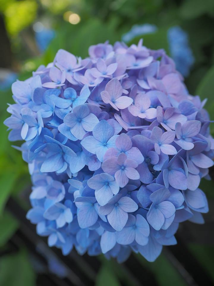 f:id:kikuchidesu:20180527170402j:plain f:id:kikuchidesu:20180527170402j:plain