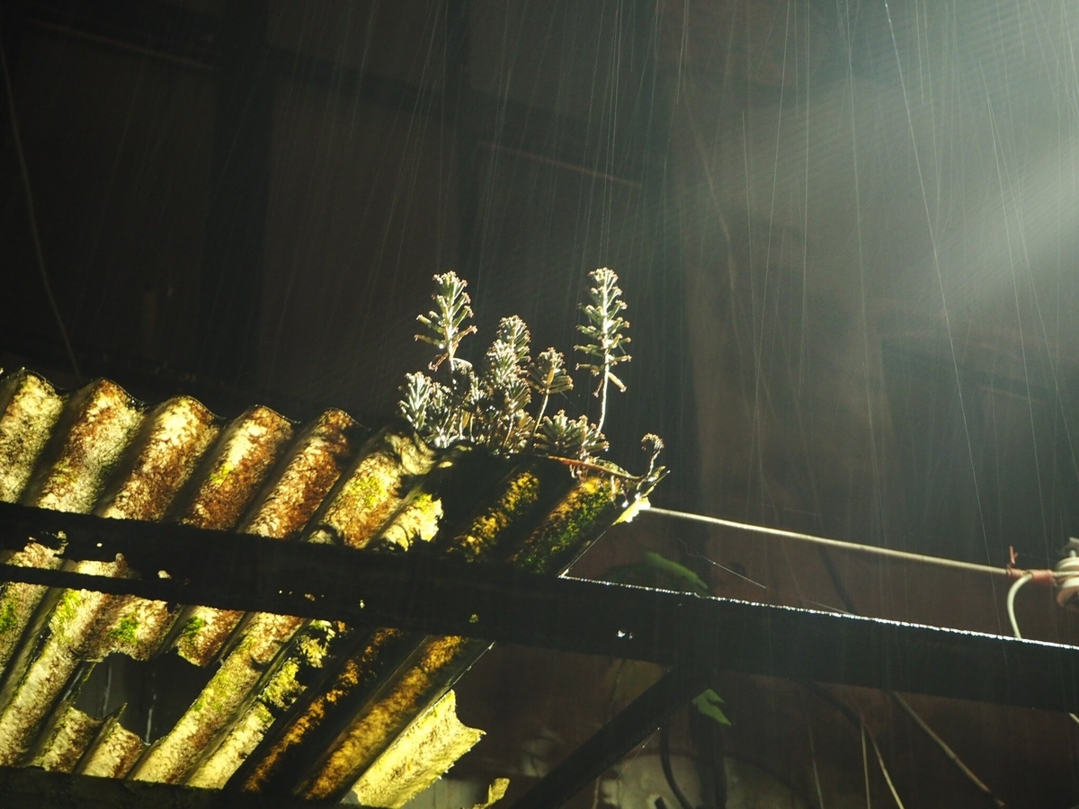 f:id:kikuchidesu:20190630233021j:plain f:id:kikuchidesu:20190630233021j:plain