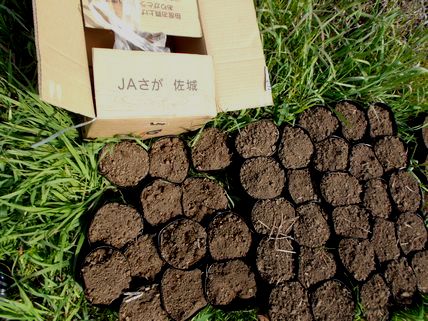 菊芋の苗を作っています 菊芋新発見 見聞行考録