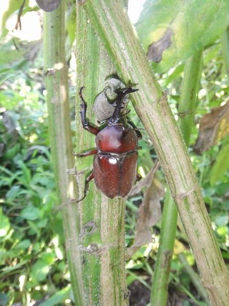 太い菊芋の茎にはカブト虫が寄生できる