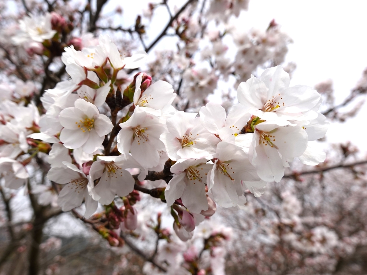 まだ早かった お花見散歩 - そんな菊乃のひとりごと