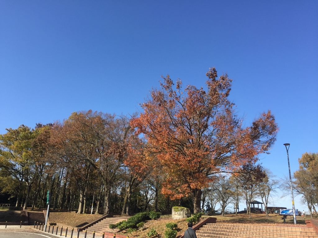 f:id:kikuringworld:20181118193728j:plain