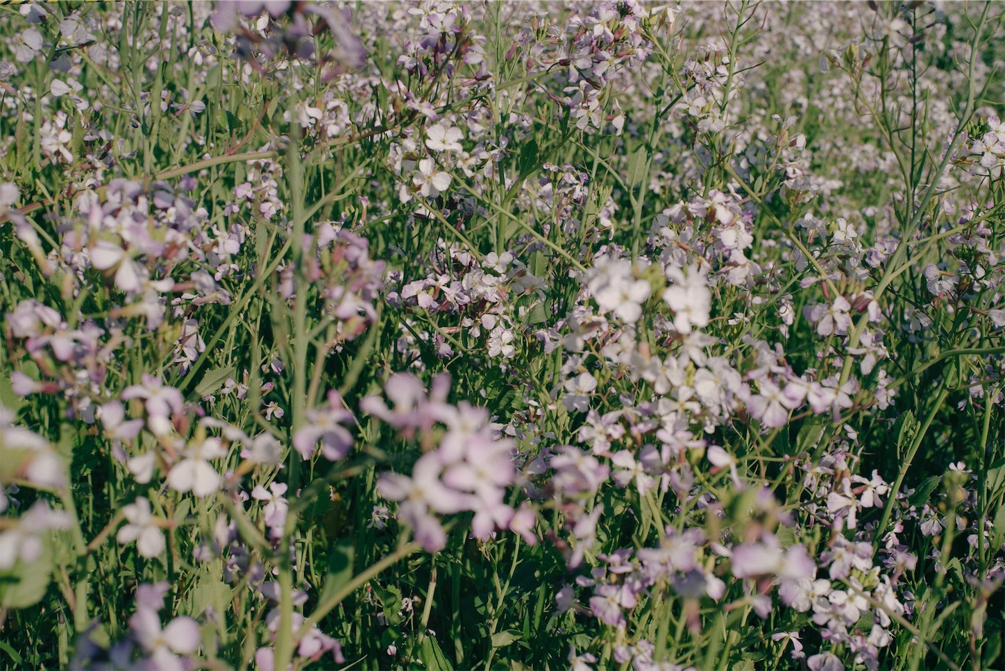 f:id:kikutabayashi:20200420234138j:image f:id:kikutabayashi:20200420234138j:image