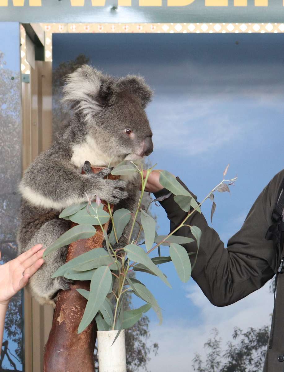 f:id:kikutaro777:20190430095904j:plain コアラとの写真撮影