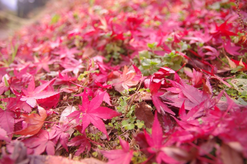 紅葉の落ち葉