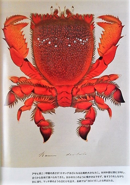 イメージ 5
